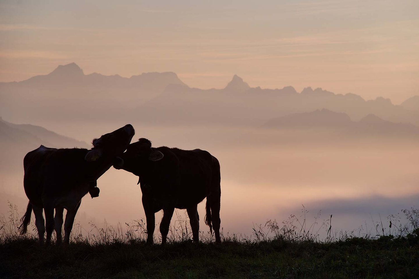 Kühe auf der Weide in der Abendstimmung am Arlberg
